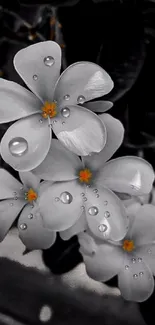 Elegant black and white flowers with dew drops on a dark background.