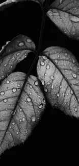 Black and white leaf with dewdrops on a minimalist background.