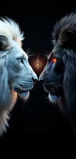 Black And White Lions Profile View Live Wallpaper