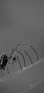 Black and white image of a spider on a web, showcasing intricate details and elegance.