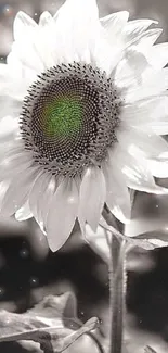 Black and white sunflower with green center on wallpaper.