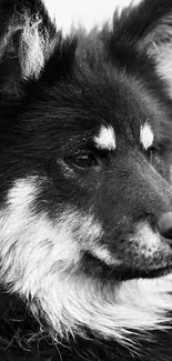 Black and white close-up of a majestic dog's face, showcasing its striking features.