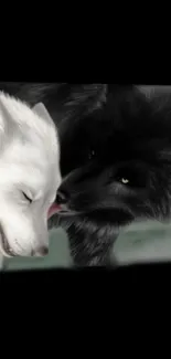 Black and white wolves sharing a moment.