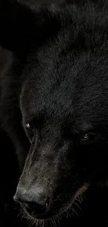 Close-up image of a black bear with a dark, textured background.