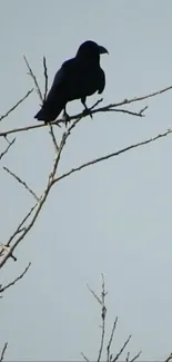 Silhouette of a black bird on bare tree branches against a pale blue sky.