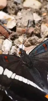 Black butterfly with white markings on rocks.