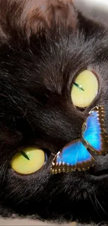 Black cat with green eyes and a blue butterfly on its nose.