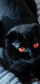 Black cat with bat wings costume and red eyes on a gray blanket.