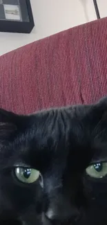 Close-up of a black cat with green eyes against a maroon background.