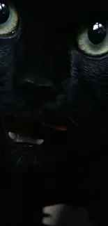 Close-up of a black cat with striking eyes in a dark background.