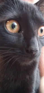 Close-up of a black cat with wide eyes.