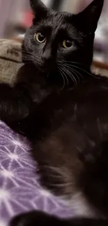 Black cat resting on a purple patterned blanket.