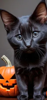 Adorable black cat with pumpkins in a Halloween-themed mobile wallpaper.