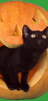 Black cat in a carved pumpkin on green background, Halloween theme.