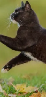 Black cat leaping through green grass in autumn.