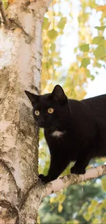 Black cat perched on tree with yellow autumn leaves.