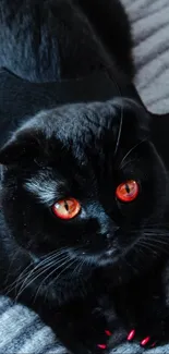 Black cat with bat wings costume and orange eyes on a textured gray background.