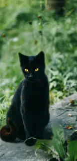 Black cat sits on rock in lush green forest.