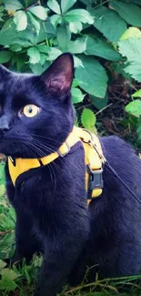 Black cat with yellow harness in a lush green garden.