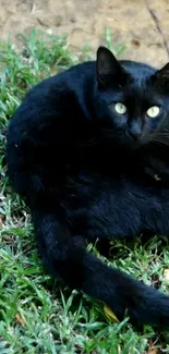 Mobile wallpaper of a black cat on green grass.