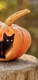 Black cat in carved pumpkin on rustic surface.