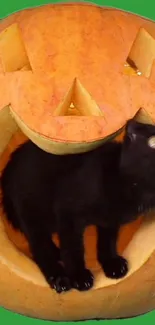 Black cat in a jack-o'-lantern on green backdrop.