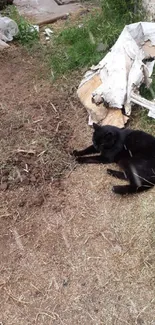 Black cat resting in a rustic yard setting with debris and greenery.