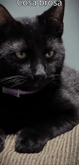 Elegant black cat on a textured surface.