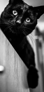 Monochrome image of a curious black cat peering down.