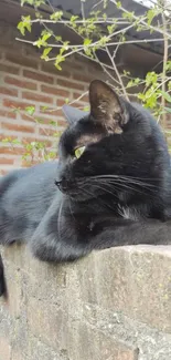 A black cat lounging on a brick wall outdoors, surrounded by nature.