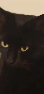 Black cat resting on a gray geometric-patterned blanket.