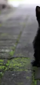 Black cat on mossy brick pathway, serene background.