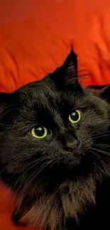 Close-up of a black cat with green eyes on a red background.