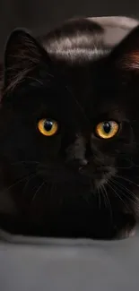 Black cat with yellow eyes in dark setting, close-up.