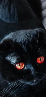 Black cat in bat costume with striking red eyes.