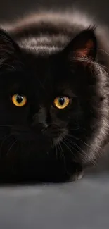 Black cat with golden eyes in dark background.