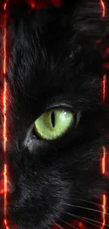 Black cat with vibrant green eyes in dark setting.