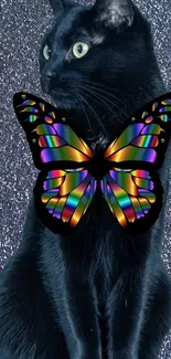 Black cat with rainbow butterfly on sparkly background.