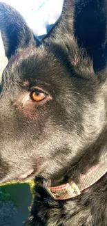 Side profile of a black dog basking in sunlight.