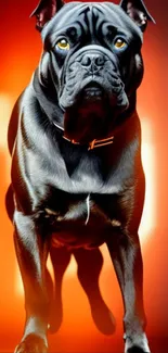 Majestic black dog on fiery orange background wallpaper.