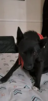 Black dog sitting on a bed with patterned sheets.