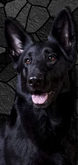 Black dog against textured stone background wallpaper.