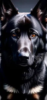 Mobile wallpaper featuring a black dog with striking amber eyes.