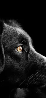 Silhouette of a dog against a black background.