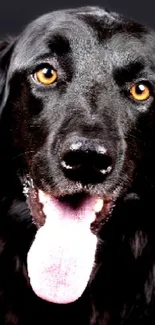 Black dog with golden eyes and tongue out on dark background.