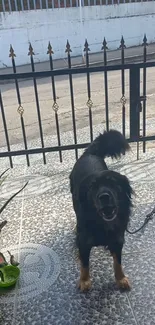 Black dog on tiled patio with decorative fence background.