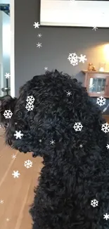 Black dog with snowflakes in a cozy interior setting.