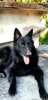 Black German Shepherd dog resting on a rooftop with a serene look.