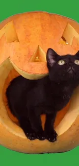 Black kitten in Halloween pumpkin with green background.