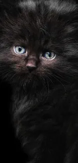 Adorable black kitten with blue eyes against a black background.